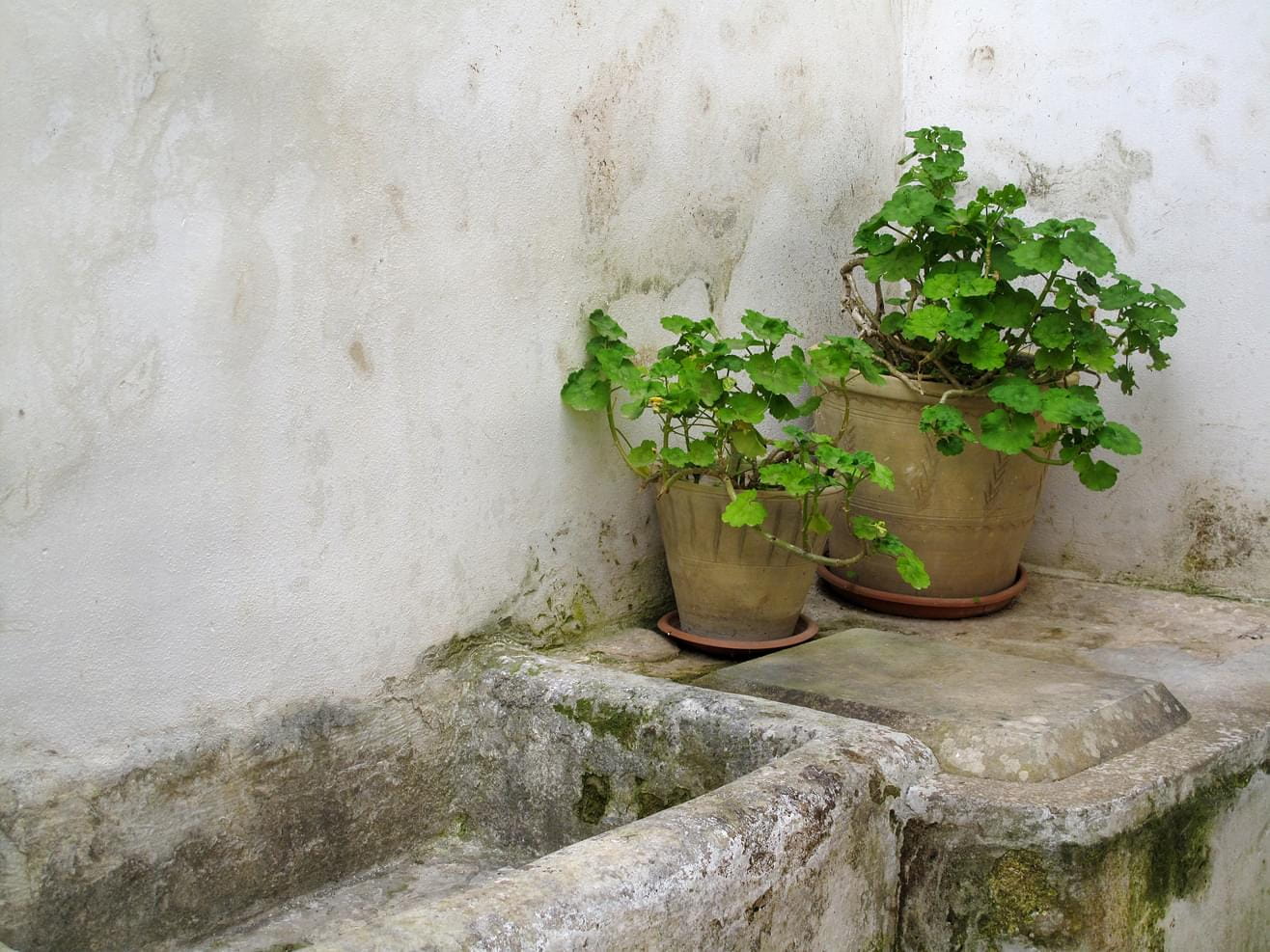 Still life with geranium flowers in a backyard in Italy