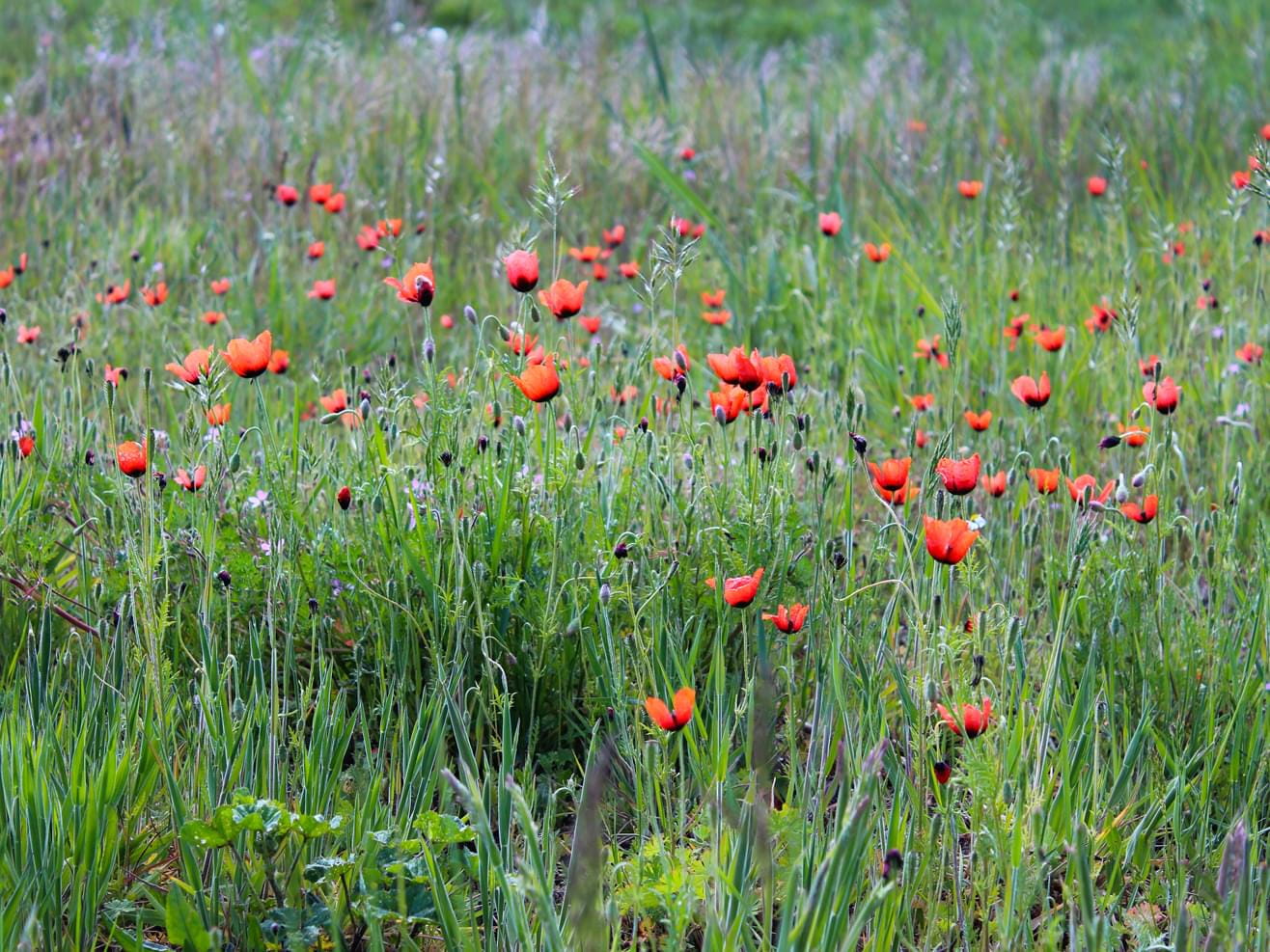 A meadow with poppies outside in Brandenburg on a spring day